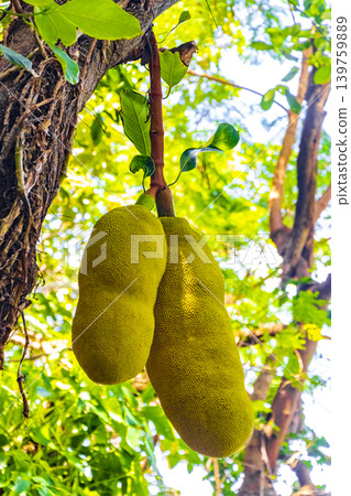 Jackfruit growing on jack tree in Rio de Janeiro Brazil. Jackfruit growing on jack tree in Rio de Janeiro Brazil. 139759889