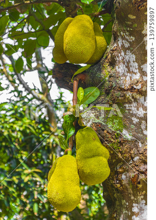 Jackfruit growing on jack tree in Rio de Janeiro Brazil. Jackfruit growing on jack tree in Rio de Janeiro Brazil. 139759897