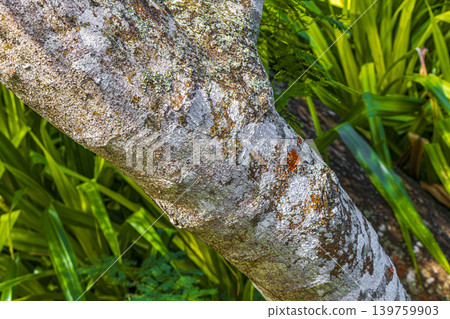 Tropical tree bark texture with green moss and lichen Brazil. 139759903