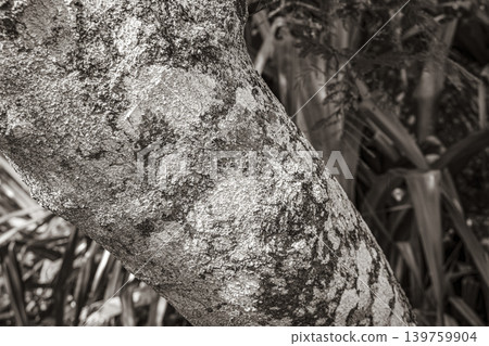Tropical tree bark texture with green moss and lichen Brazil. 139759904