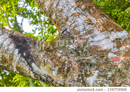 Tropical tree bark texture with green moss and lichen Brazil. Tropical tree bark texture with green moss and lichen Brazil. 139759906