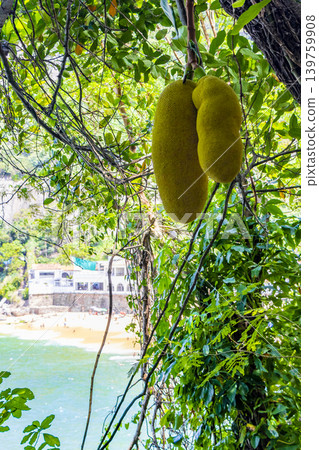 Jackfruit Growing on Jack Tree in Rio de Janeiro Brazil. Jackfruit Growing on Jack Tree in Rio de Janeiro Brazil. 139759908