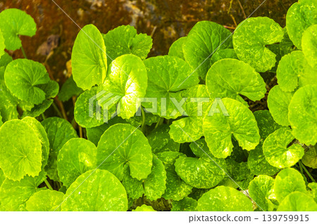Green tropical plants flowers leaves leaf tree trees nature Brazil. Green tropical plants flowers leaves leaf tree trees nature Brazil. 139759915