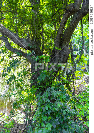 Green tropical tree leaves fruit and blue cloudy sky Brazil. Green tropical tree leaves fruit and blue cloudy sky Brazil. 139759924