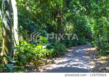 Walking path trail rainforest mountains in Rio de Janeiro Brazil. Walking path trail rainforest mountains in Rio de Janeiro Brazil. 139759928