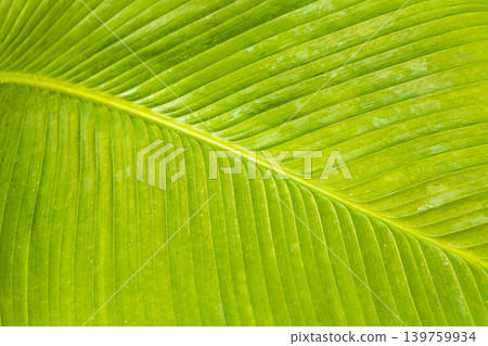 Tropical plants flowers leaves leaf texture pattern in Brazil. Tropical plants flowers leaves leaf texture pattern in Brazil. 139759934