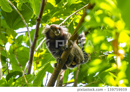 Marmoset Monkey in tropical rainforest tree Rio de Janeiro Brazil. Marmoset Monkey in tropical rainforest tree Rio de Janeiro Brazil. 139759939