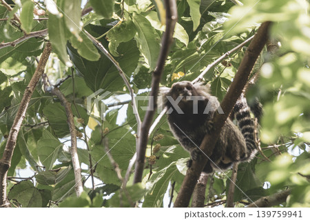 Marmoset Monkey in tropical rainforest tree Rio de Janeiro Brazil. Marmoset Monkey in tropical rainforest tree Rio de Janeiro Brazil. 139759941