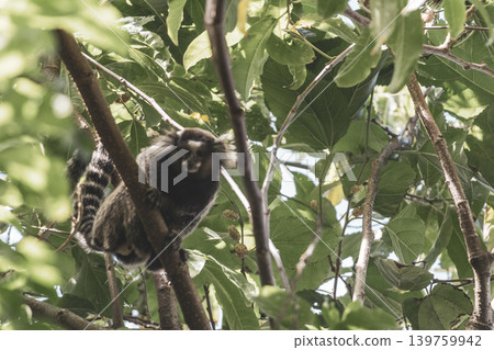 Marmoset Monkey in tropical rainforest tree Rio de Janeiro Brazil. Marmoset Monkey in tropical rainforest tree Rio de Janeiro Brazil. 139759942