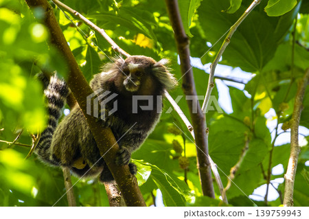 Marmoset Monkey in tropical rainforest tree Rio de Janeiro Brazil. Marmoset Monkey in tropical rainforest tree Rio de Janeiro Brazil. 139759943