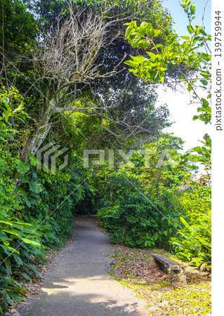Walking path trail rainforest mountains in Rio de Janeiro Brazil. Walking path trail rainforest mountains in Rio de Janeiro Brazil. 139759944