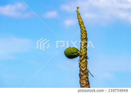 Papaya tree with leaves flowers fruits and stem in Brazil. Papaya tree with leaves flowers fruits and stem in Brazil. 139759949