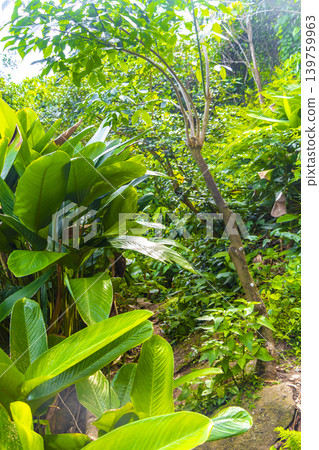 Walking path trail rainforest mountains in Rio de Janeiro Brazil. Walking path trail rainforest mountains in Rio de Janeiro Brazil. 139759963