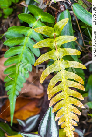 Green tropical plants flowers leaves leaf tree trees nature Brazil. 139759964
