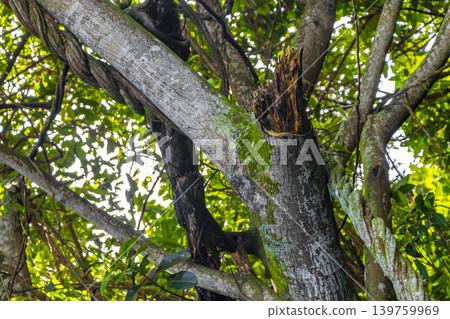 Green tropical tree leaves fruit and blue cloudy sky Brazil. 139759969