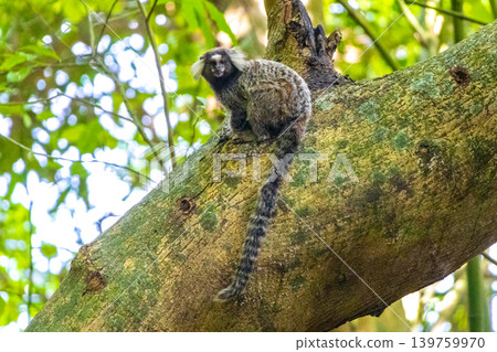 Marmoset Monkey in tropical rainforest tree Rio de Janeiro Brazil. Marmoset Monkey in tropical rainforest tree Rio de Janeiro Brazil. 139759970