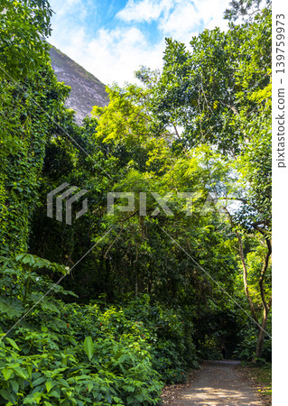 Walking path trail rainforest mountains in Rio de Janeiro Brazil. Walking path trail rainforest mountains in Rio de Janeiro Brazil. 139759973