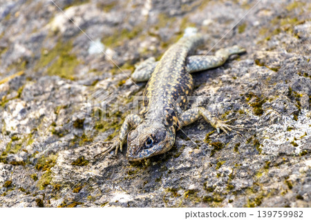 Lizard on rock in tropical rainforest Rio de Janeiro Brazil. Lizard on rock in tropical rainforest Rio de Janeiro Brazil. 139759982