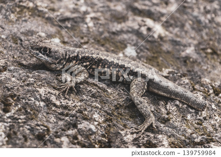Lizard on rock in tropical rainforest Rio de Janeiro Brazil. Lizard on rock in tropical rainforest Rio de Janeiro Brazil. 139759984