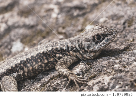 Lizard on rock in tropical rainforest Rio de Janeiro Brazil. Lizard on rock in tropical rainforest Rio de Janeiro Brazil. 139759985