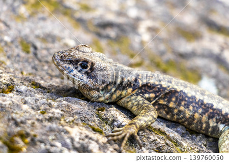 Lizard on rock in tropical rainforest Rio de Janeiro Brazil. 139760050