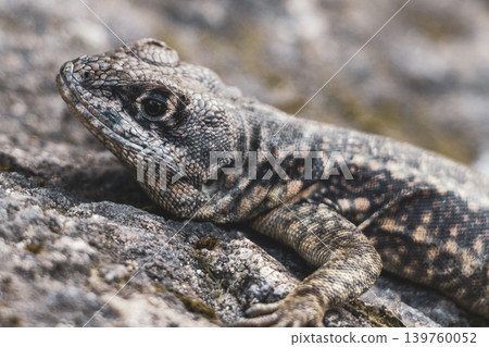 Lizard on rock in tropical rainforest Rio de Janeiro Brazil. 139760052