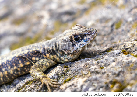 Lizard on rock in tropical rainforest Rio de Janeiro Brazil. Lizard on rock in tropical rainforest Rio de Janeiro Brazil. 139760053