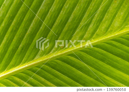 Tropical plants flowers leaves leaf texture pattern in Brazil. 139760058