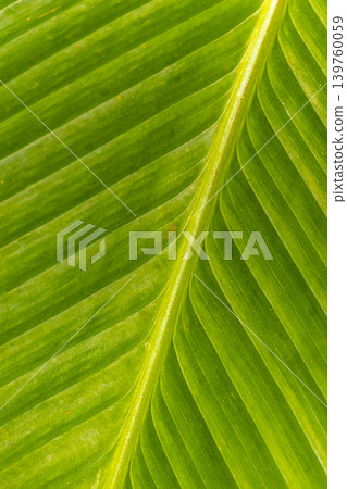 Tropical plants flowers leaves leaf texture pattern in Brazil. Tropical plants flowers leaves leaf texture pattern in Brazil. 139760059