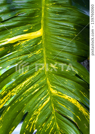 Green tropical plants flowers leaves leaf tree trees nature Brazil. 139760060