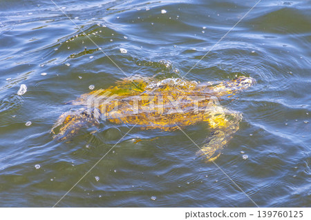 Sea turtle Turtles swim water surface Rio de Janeiro Brazil. 139760125