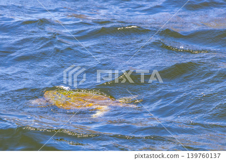 Sea turtle Turtles swim water surface Rio de Janeiro Brazil. Sea turtle Turtles swim water surface Rio de Janeiro Brazil. 139760137
