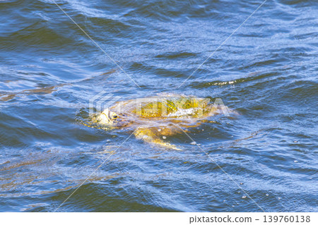 Sea turtle Turtles swim water surface Rio de Janeiro Brazil. Sea turtle Turtles swim water surface Rio de Janeiro Brazil. 139760138
