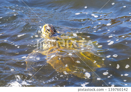 Sea turtle Turtles swim water surface Rio de Janeiro Brazil. 139760142