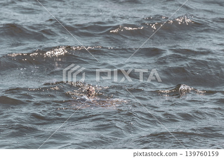 Sea turtle Turtles swim water surface Rio de Janeiro Brazil. Sea turtle Turtles swim water surface Rio de Janeiro Brazil. 139760159