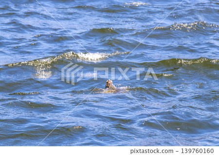 Sea turtle Turtles swim water surface Rio de Janeiro Brazil. Sea turtle Turtles swim water surface Rio de Janeiro Brazil. 139760160