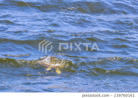 Sea turtle Turtles swim water surface Rio de Janeiro Brazil. 139760161