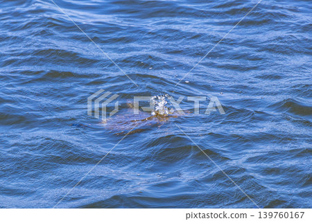 Sea turtle Turtles swim water surface Rio de Janeiro Brazil. 139760167