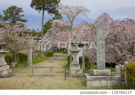 Weeping cherry trees and triple-flowered cherry trees at Ogo Hachiman Shrine Weeping cherry trees and triple-flowered cherry trees at Ogo Hachiman Shrine 139760237