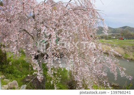 The weeping cherry tree at Ogo Hachiman Shrine The weeping cherry tree at Ogo Hachiman Shrine 139760241