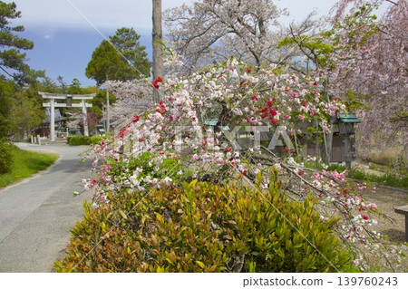 Weeping cherry trees and triple-flowered cherry trees at Ogo Hachiman Shrine Weeping cherry trees and triple-flowered cherry trees at Ogo Hachiman Shrine 139760243
