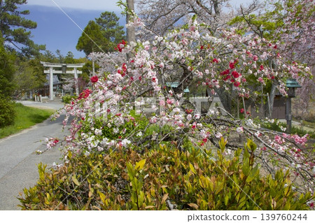 Weeping cherry trees and triple-flowered cherry trees at Ogo Hachiman Shrine Weeping cherry trees and triple-flowered cherry trees at Ogo Hachiman Shrine 139760244