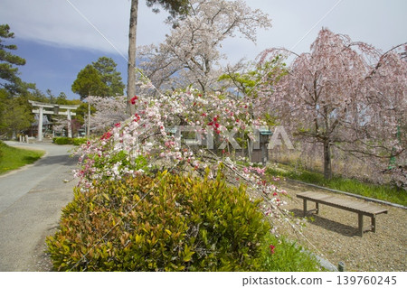 Weeping cherry trees and triple-flowered cherry trees at Ogo Hachiman Shrine Weeping cherry trees and triple-flowered cherry trees at Ogo Hachiman Shrine 139760245