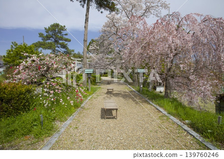 Weeping cherry trees and triple-flowered cherry trees at Ogo Hachiman Shrine Weeping cherry trees and triple-flowered cherry trees at Ogo Hachiman Shrine 139760246