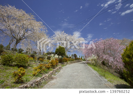 武庫川櫻花堤岸走廊 / “下垣垂枝櫻花公園”的紅白垂枝櫻花 武庫川櫻花堤岸走廊 / “下垣垂枝櫻花公園”的紅白垂枝櫻花 139760252