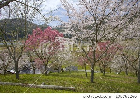 Cherry blossoms at the ruins of Aimaruyama Castle Cherry blossoms at the ruins of Aimaruyama Castle 139760260