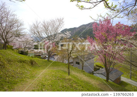愛丸山城遺址的櫻花 愛丸山城遺址的櫻花 139760263