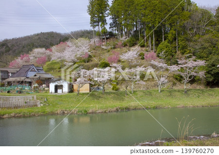 愛丸山城遺址的櫻花 139760270