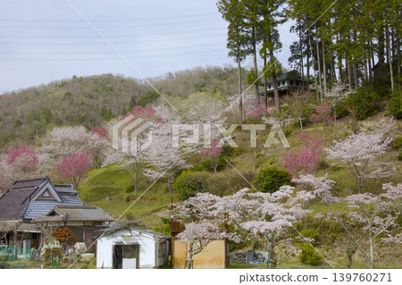 愛丸山城遺址的櫻花 愛丸山城遺址的櫻花 139760271