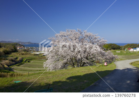 Awaji Island's single cherry tree, "Tamoyan Cherry," with terraced rice fields and the Harima Sea. Awaji Island's single cherry tree, "Tamoyan Cherry," with terraced rice fields and the Harima Sea. 139760278
